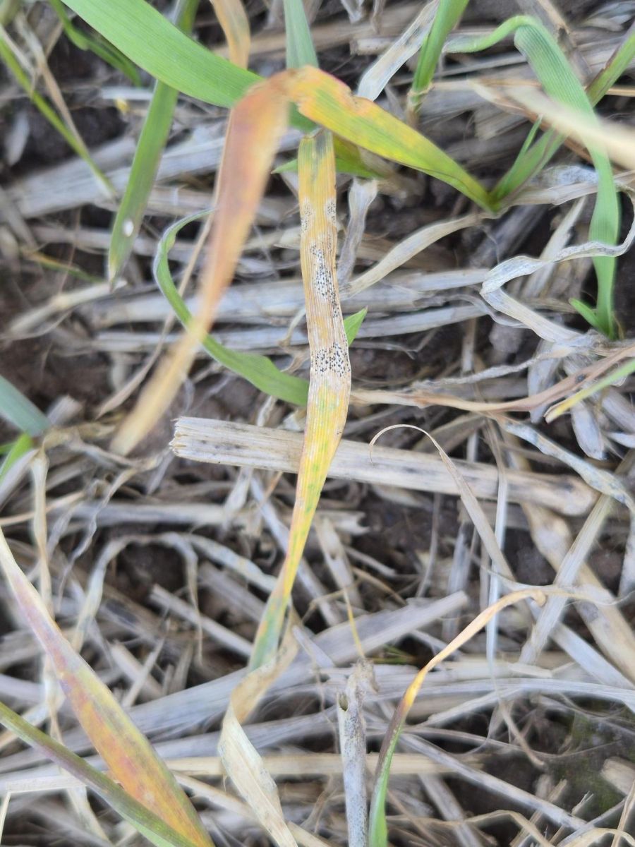 Helelaiksus talinisul, kevad 2026