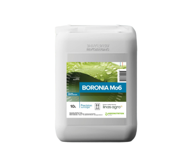 BORONIA Mo 6