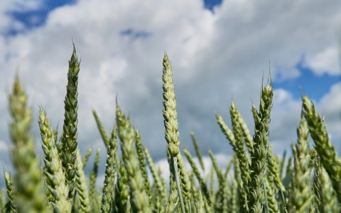 Grūdų rinkos apžvalga, 14 savaitė (2025)