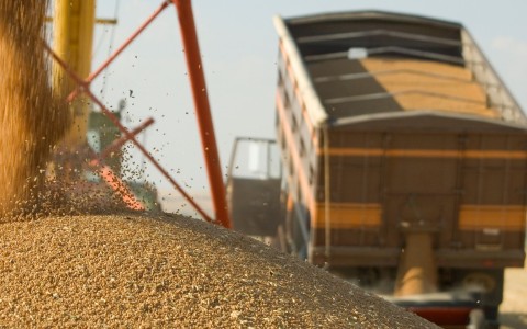 Grūdų rinkos apžvalga, 26 savaitė (2024)