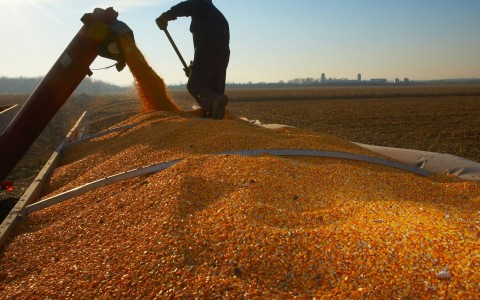 Grūdų rinkos apžvalga, 27 savaitė (2024)