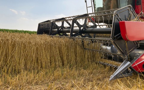 Grūdų rinkos apžvalga, 29 savaitė (2024)