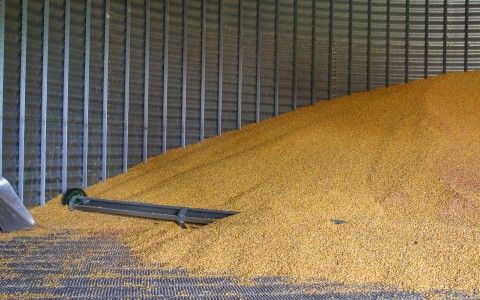 Grūdų rinkos apžvalga, 41 savaitė (2024)