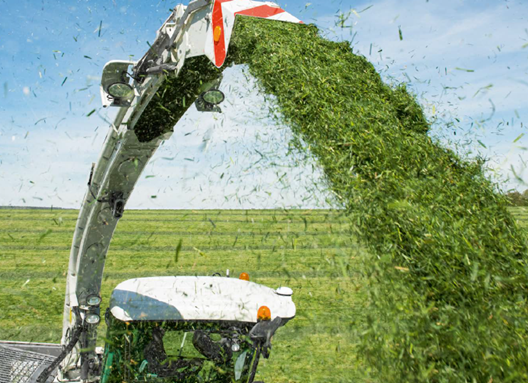 I silo niide – mida näitavad proovid ja millist silokindlustuslisandit valida?
