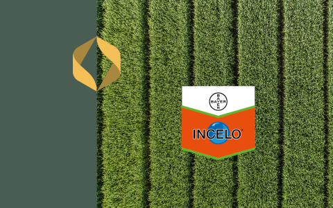 INCELO® – tõhus lahendus kõrreliste umbrohtude tõrjeks taliteraviljades