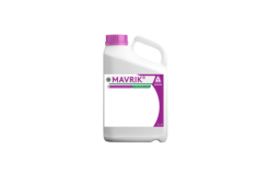 Mavrik