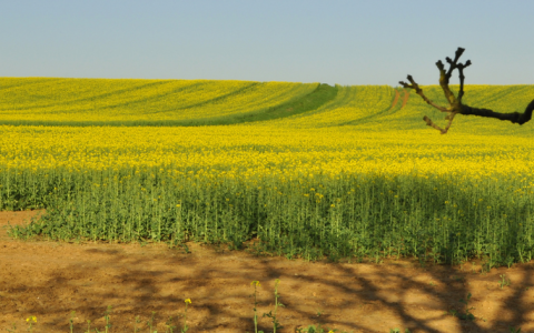 J. Eimontas. Pasaulinę grūdų rinką siūbuoja kariniai konfliktai