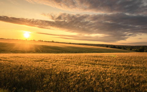 J. Eimontas. Santūrias nuotaikas pasaulinėje grūdų rinkoje nustelbia didesni derliai iš Pietų Amerikos