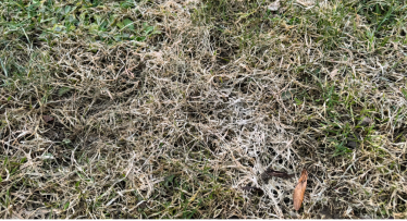 Kevad on käes ja loodus ärkab, millal alustada muruhooldusega