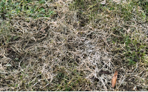 Kevad on käes ja loodus ärkab, millal alustada muruhooldusega