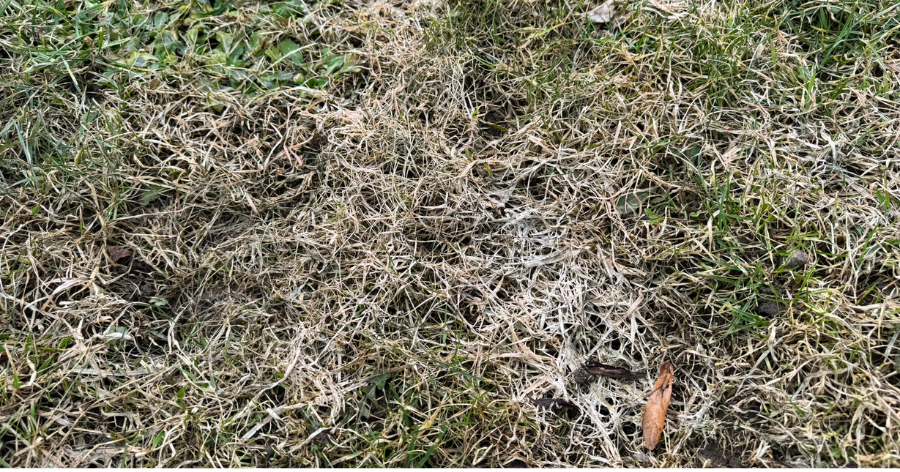 Kevad on käes ja loodus ärkab, millal alustada muruhooldusega