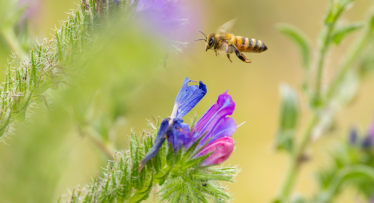 Meekorjeala – mida peab teadma?