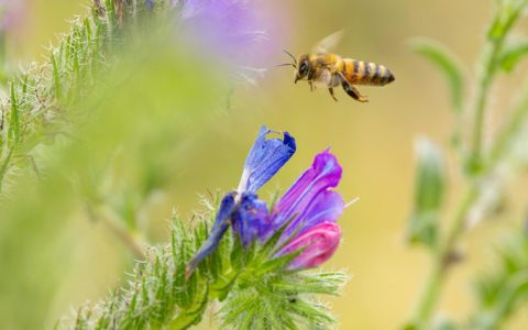 Meekorjeala – mida peab teadma?