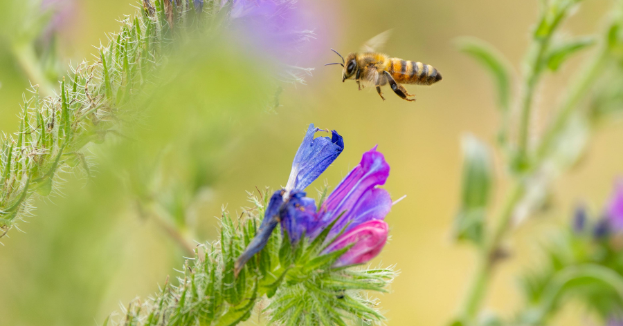 Meekorjeala – mida peab teadma?