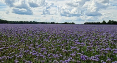 Meekorjeala - milliseid kultuure valida?