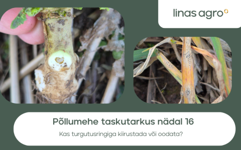 Põllumehe taskutarkus nädal 16 – kas turgutusringiga kiirustada või oodata?