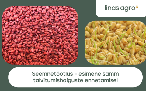 Talvitumishaiguste ennetamine algab juba külvihetkel