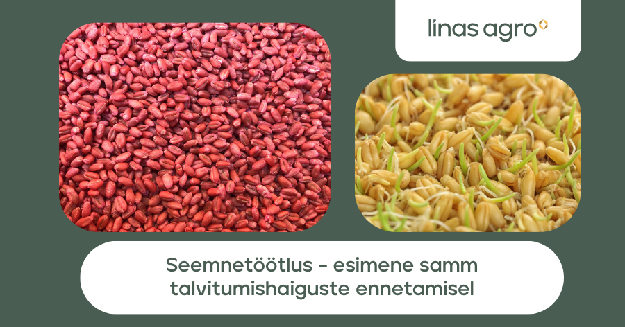 Talvitumishaiguste ennetamine algab juba külvihetkel