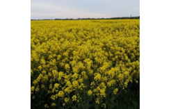 Vasariniai rapsai Ingrid