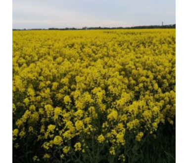 Vasariniai rapsai Ingrid