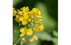 Vasariniai rapsai Ingrid