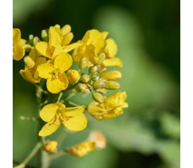 Vasariniai rapsai Ingrid