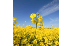 Vasariniai rapsai Ingrid