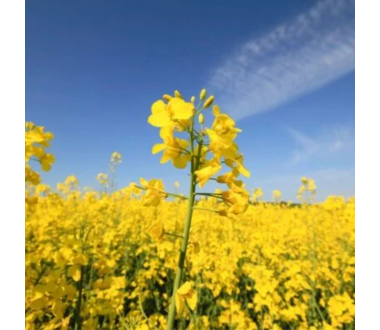 Vasariniai rapsai Ingrid