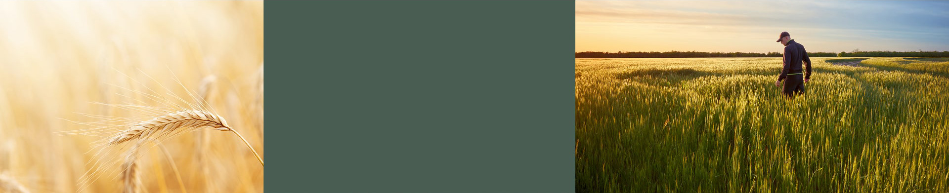augti